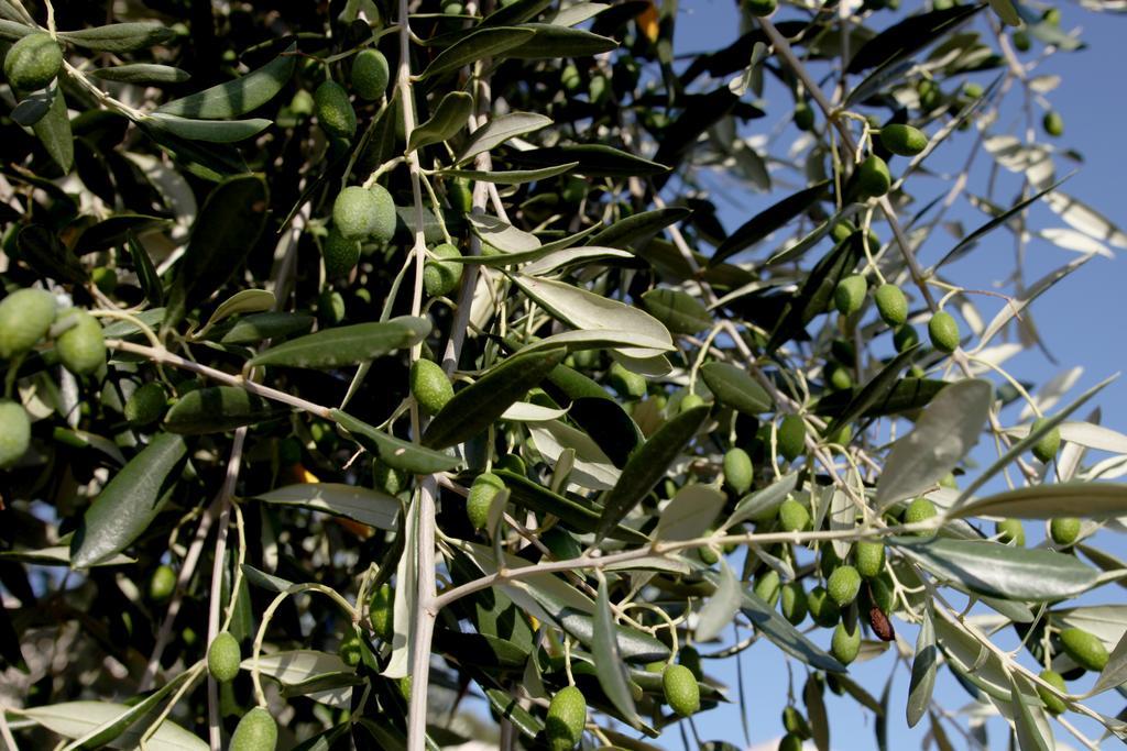 Agricostella Agriturismo ויאסטה מראה חיצוני תמונה