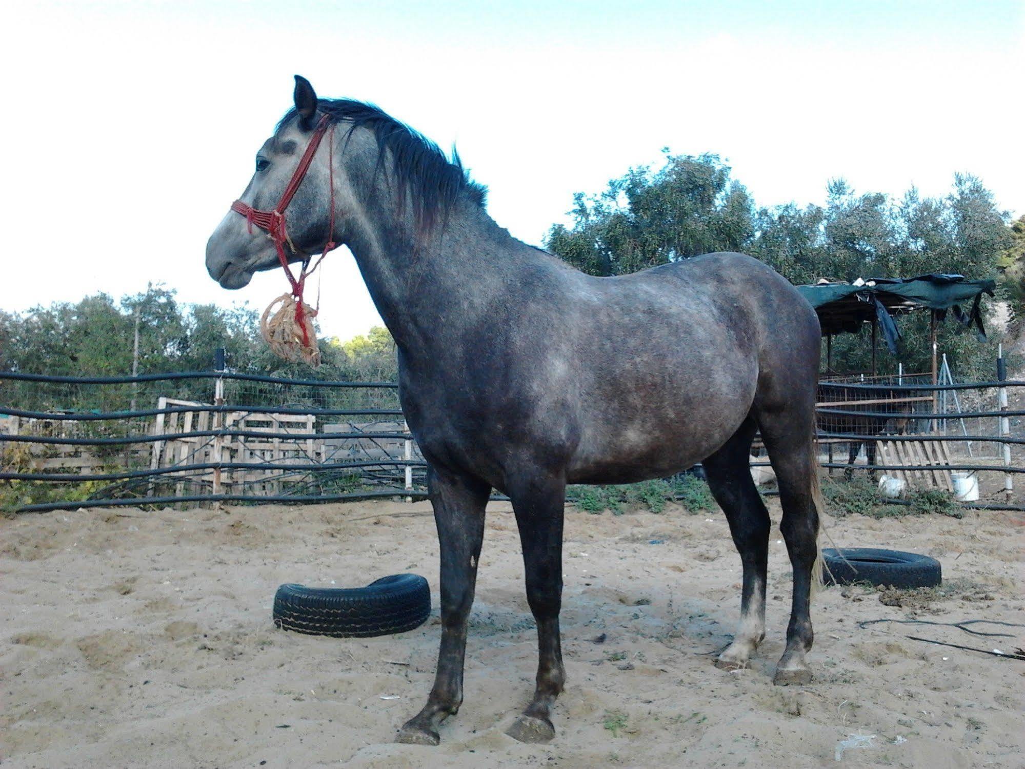 Agricostella Agriturismo ויאסטה מראה חיצוני תמונה